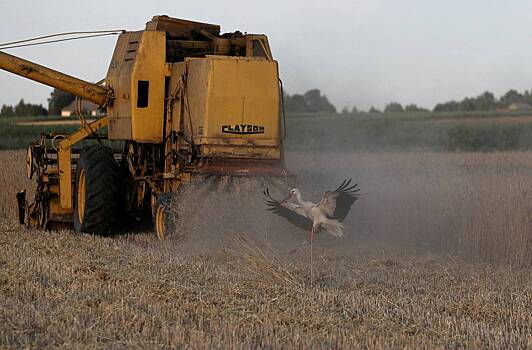 В Польше объяснили отказ от импорта украинского зерна