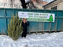 Круговорот иглы в природе: куда сдать елку после январских праздников