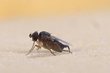 Смертельно-опасная муха-горбатка может попасть в Удмуртию вместе с экзотическими фруктами