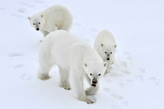 Белые медведи начали усиленно размножаться в Якутии