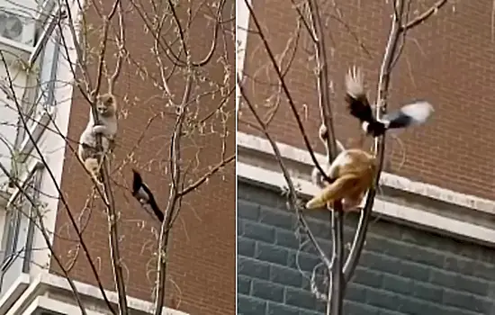 Коварная сорока не пожелала делить дерево с кошкой: видео