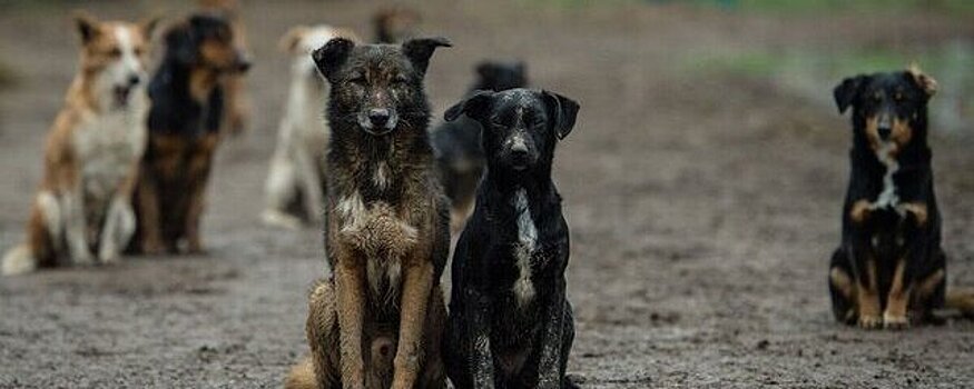 Ультразвуковой отпугиватель собак начали тестировать в Железноводске