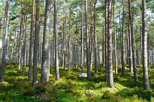 Николаев анонсировал возможные изменения в сфере лесного законодательства