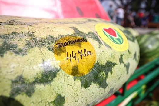 На фестивале в Камышине победителем стал арбуз весом более 44 килограммов