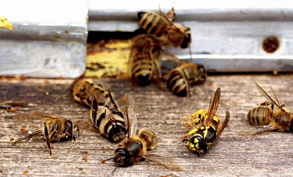 На Ставрополье массово стали гибнуть пчёлы