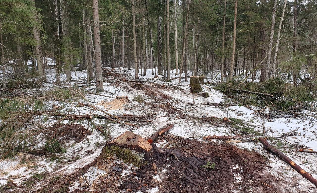 Факт незаконной вырубки леса на сумму свыше 700 тысяч рублей выявили тверские полицейские