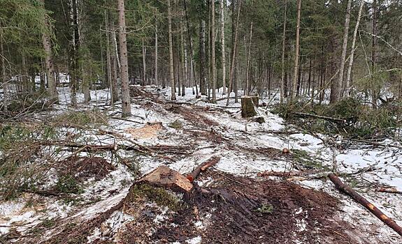 Факт незаконной вырубки леса на сумму свыше 700 тысяч рублей выявили тверские полицейские