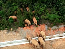 В Китае слоны занялись туризмом