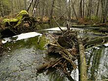 Подконтрольное УГМК предприятие ждет суд с Росприроднадзором