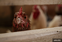 Птицефабрика «Рефтинская» вышла из кризиса, откормив куриц