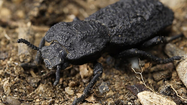 Дьявольский жук дал ученым ключ к разработке суперпрочных материалов