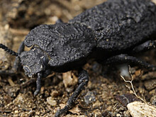 Дьявольский жук дал ученым ключ к разработке суперпрочных материалов