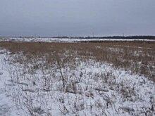          В Слободском районе зарос сорняками земельный участок сельхозназначения       