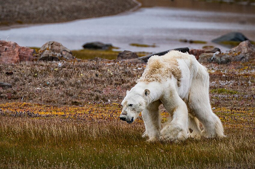 Оголодавший белый медведь пробирается через тундру на острове Сомерсет в канадской Арктике