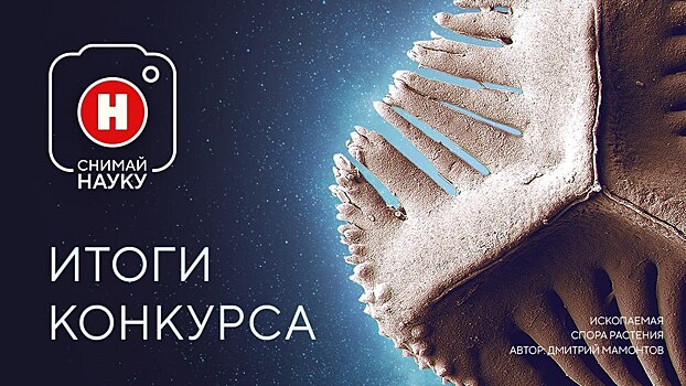 Загадка янтаря, ископаемая спора папоротника и работа вулканологов: фотоконкурс «Снимай науку!» подвел итоги