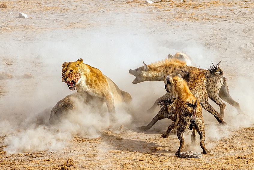 Львы и гиены борются за тушу антилопы