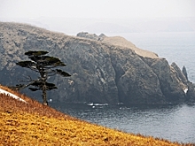 Отдать Курилы Японии захотело больше россиян