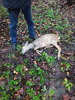 В центре Калуги нашли раненую косулю