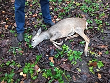 В центре Калуги нашли раненую косулю