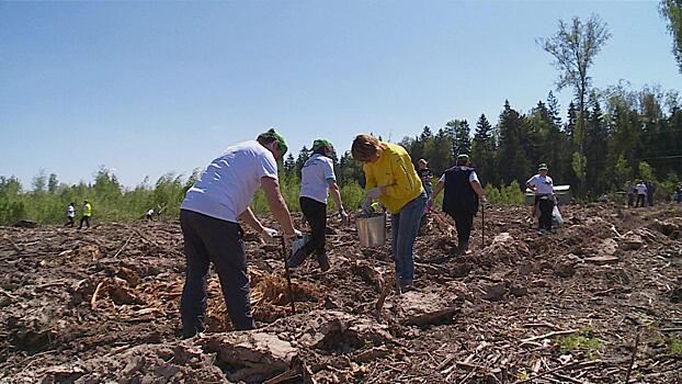 В деревне Ивановское городского округа Истра высадили более 40 тысяч сосен