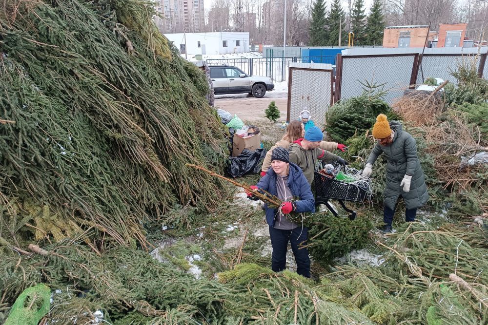 В Петербурге и Ленобласти начали принимать елки на переработку