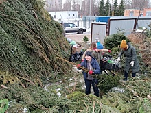 В Петербурге и Ленобласти начали принимать елки на переработку