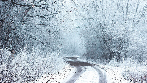 Тела трех охотников найдены в прицепе автомобиля в лесу под Уссурийском