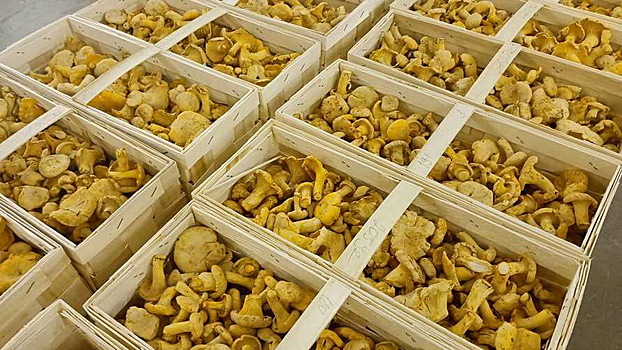 Калужская область отправила на экспорт 113 тонн лисичек