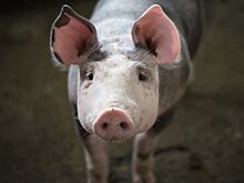 В Татарстане установили карантин из-за африканской чумы свиней