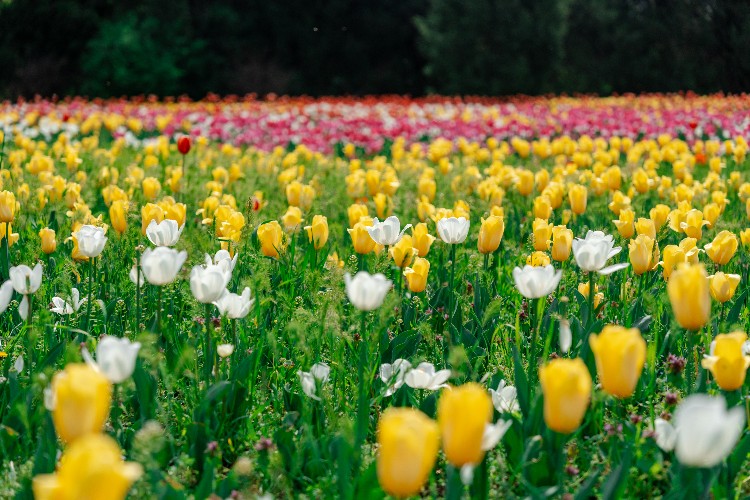 Парад тюльпанов: в Ботаническом саду Краснодара распустились 150 тысяч цветов