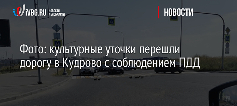 Фото: культурные уточки перешли дорогу в Кудрово с соблюдением ПДД