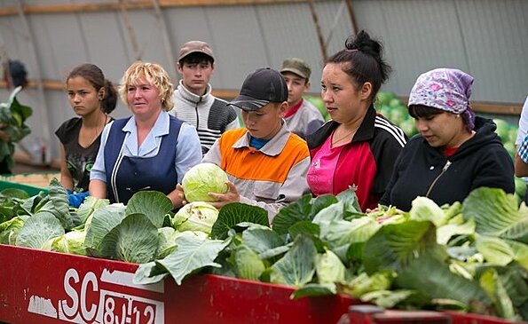 В Татарстане снижаются цены на продукты из "борщевого набора"