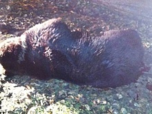 Медведь напал на 17-летнего юношу в центре города в Иркутской области