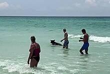 Отдыхающие на пляже приняли решившего искупаться черного медведя за собаку