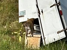 В США из грузовика сбежали зараженные агрессивные макаки