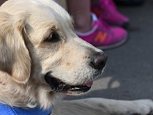 Ветерану СВО в Волгоградской области передали собаку-поводыря