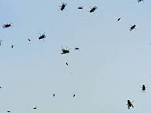 Рои оленьих кровососок начали нападать на людей в Подмосковье