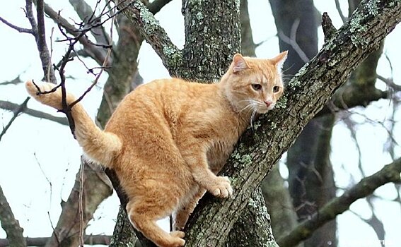 Истошно мяукая, кот несколько суток просидел на дереве. Люди проходили мимо