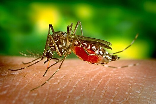 Медик рассказал о вкусовых предпочтениях комаров в России