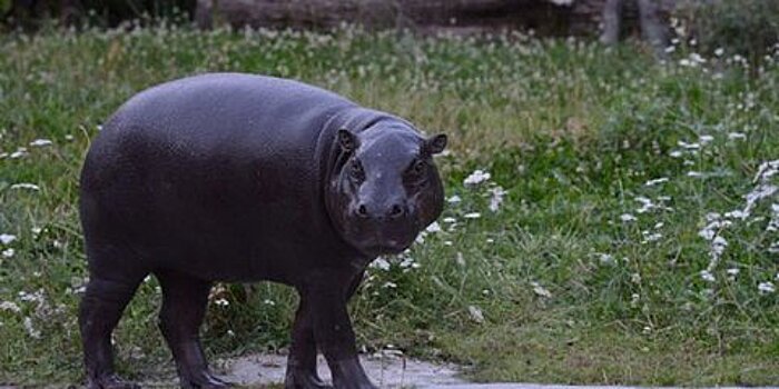 В Московском зоопарке выбрали имя для карликового бегемота