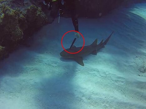 Акула подплыла к дайверу, чтобы он вытащил из нее нож: видео