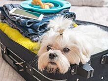 Туристам с животными рассказали, как не потратить деньги на авиабилет впустую