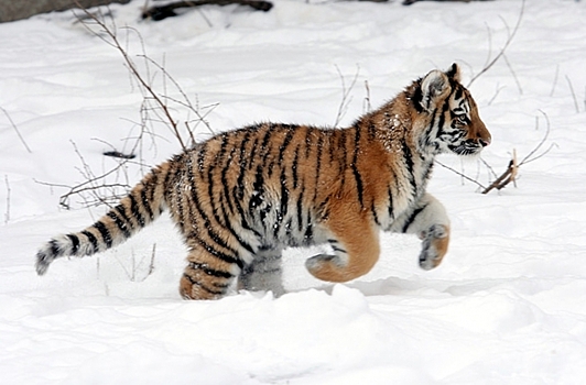 Что стало с тигренком, которого спасли в Хабаровском крае