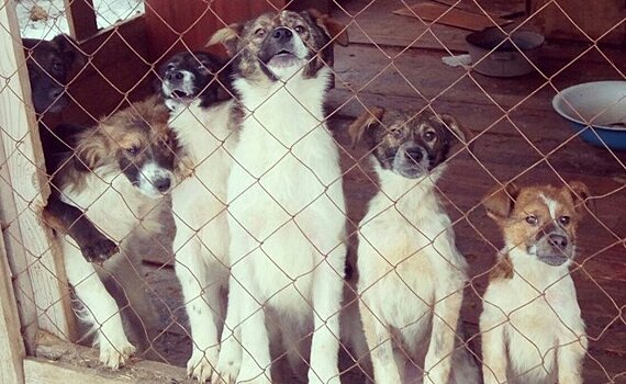 В магазинах Казани и Зеленодольска запустили благотворительную акцию для бездомных животных