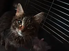 В Приволжье ветеринар спас кошку с ластиком в животе