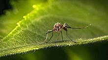 Ученые выяснили причину, почему некоторые люди чаще других привлекают комаров