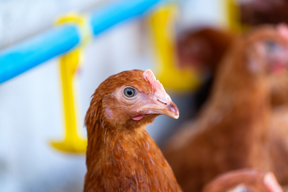 В России появился новый тест для выявления гриппа птиц H5N8