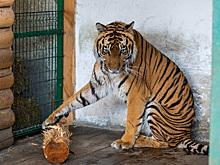 Спасенного в Челябинске тигра Гектора отправят в Хабаровский край