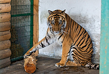 Спасенного в Челябинске тигра Гектора отправят в Хабаровский край