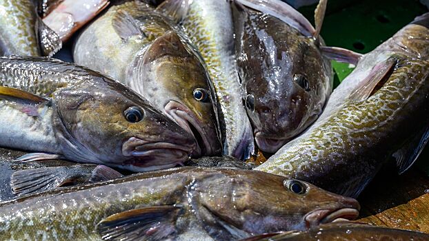 Названы лучшие суперфуды для детей